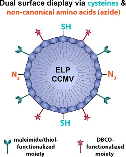 We hear about #virus everywhere - some may help in #Nanomedicine! Look at this #Protein-Engineered Cowpea Chlorotic Mottle Virus-Like #Particles! A little bit of cooking &amp; you prepare a #dual #site-selective configuration at their #surface.  <a href="/vanhest_lab/">van Hest Lab</a> 
pubs.acs.org/doi/10.1021/ac…