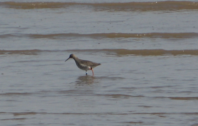 Wes_E_Payne's tweet photo. Another day and another @WaderHwrg ringed redshank - this one's been a regular at #Pyewipe for the last few months but no other sightings since it was ringed at Welwick in 2018. Still thousands of #waders present, including several hundred grey plover! #Humber https://t.co/v9987W4GYf