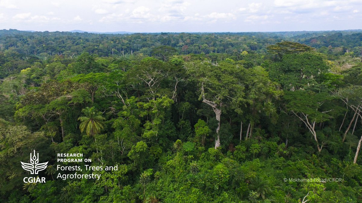тропические дождевые леса африка. лианы в экваториальном лесу. габон джунгли. муссонные (листопадные) леса индии.