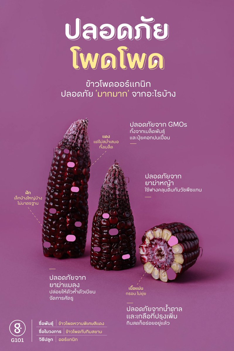 GREENERYORG's tweet photo. ข้าวโพดเคมี ผ่านกระบวนการปลูกที่มีทั้ง GMOs ทั้งปุ๋ยเคมี ทั้งพาราควอต แถมยังอาจจะชุบน้ำตาลอีกต่างหาก! ลองมาดูว่า ‘ข้าวโพดที่ปลอดภัยโพดโพด’ ปลอดภัยกว่ายังไง อ่านที่ https://t.co/51FHm17N5v
#EatGoodLiveGreen #GreeneryORG #G101 https://t.co/MVtXLY2iL3