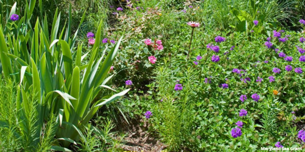 SeaGrant's tweet image. Rain #gardens, unlike ordinary gardens, can absorb water during storms and retain pollutants in stormwater, like fertilizers. See how rain gardens can improve community #water quality with these steps for installing from @MDSeaGrant: bit.ly/MD-SG-raingard… #SGBluePlanet
