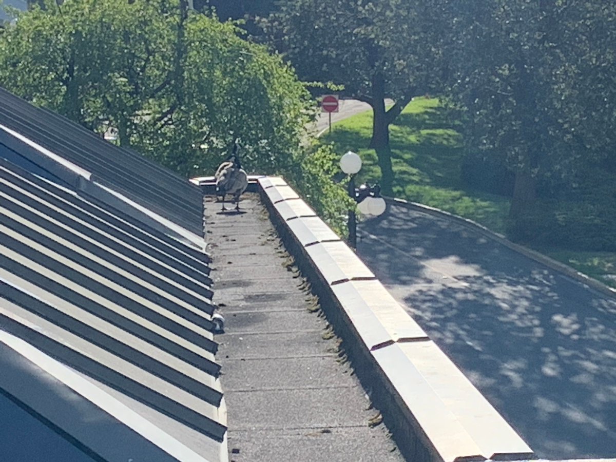 Looks like a couple of snow birds are doing their mandatory hotel isolation upon returning from the US.   Look up about our sign as you enter the hotel.  #exploreVictoria #thinklocal