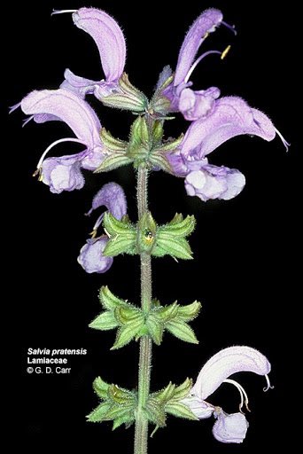 15. Lamiaceae (mint family) also has a distinctive inflorescence that’s like a head but stacked. More importantly, this family has square stems, opposite leaves, and usually a minty or skunky aroma. Flowers are also bilaterally symmetrical (like a face). We’ll see more of those.