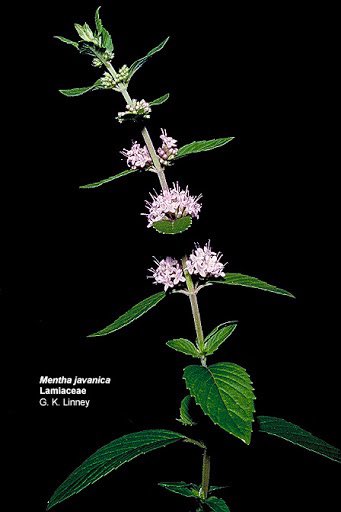 15. Lamiaceae (mint family) also has a distinctive inflorescence that’s like a head but stacked. More importantly, this family has square stems, opposite leaves, and usually a minty or skunky aroma. Flowers are also bilaterally symmetrical (like a face). We’ll see more of those.