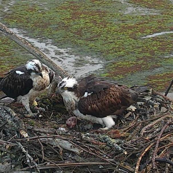 Landak, Urdaibaiko arrano arrantzaleak, bere lehen arrauza jarri du! / Las águilas pescadoras de Urdaibai, Roy y Landa, ya tienen su primer huevo! /Landa and Roy, the Urdaibai ospreys, now have their first egg!
birdcenter.org/eu/berriak/ber…
#urdaibai #arranoarrantzaleak #ospreys