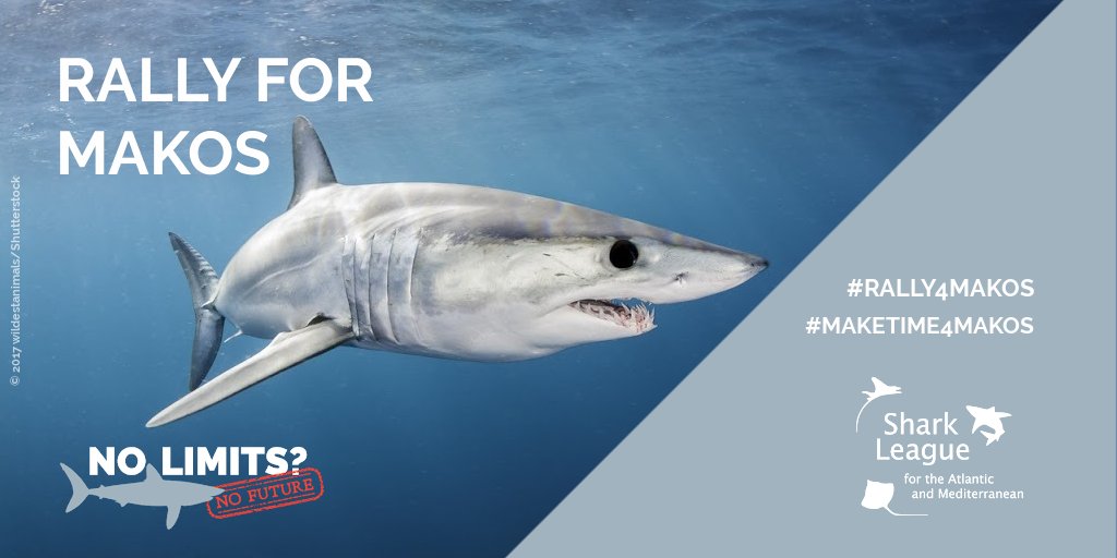 Mako sharks face a dire situation, yet @EU_MARE keeps blocking science-based proposals for an #ICCAT North Atlantic shortfin mako ban. @KVDHeuvel_VP use your influence to shift @EU_Commission’s position! Time to #Rally4Makos #MakeTime4Makos #SharkLeague