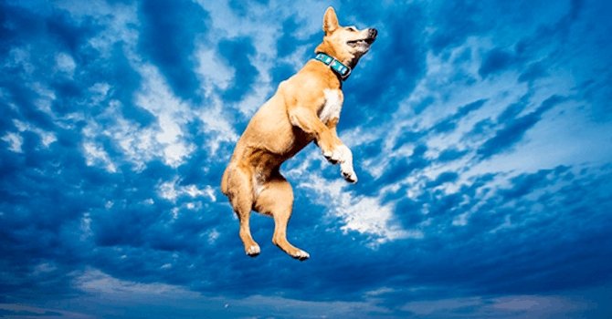 FunnyDogs2021's tweet photo. Dog in the sky??? 

#doginthesky #funnydogs https://t.co/w5jR2SpB2Y