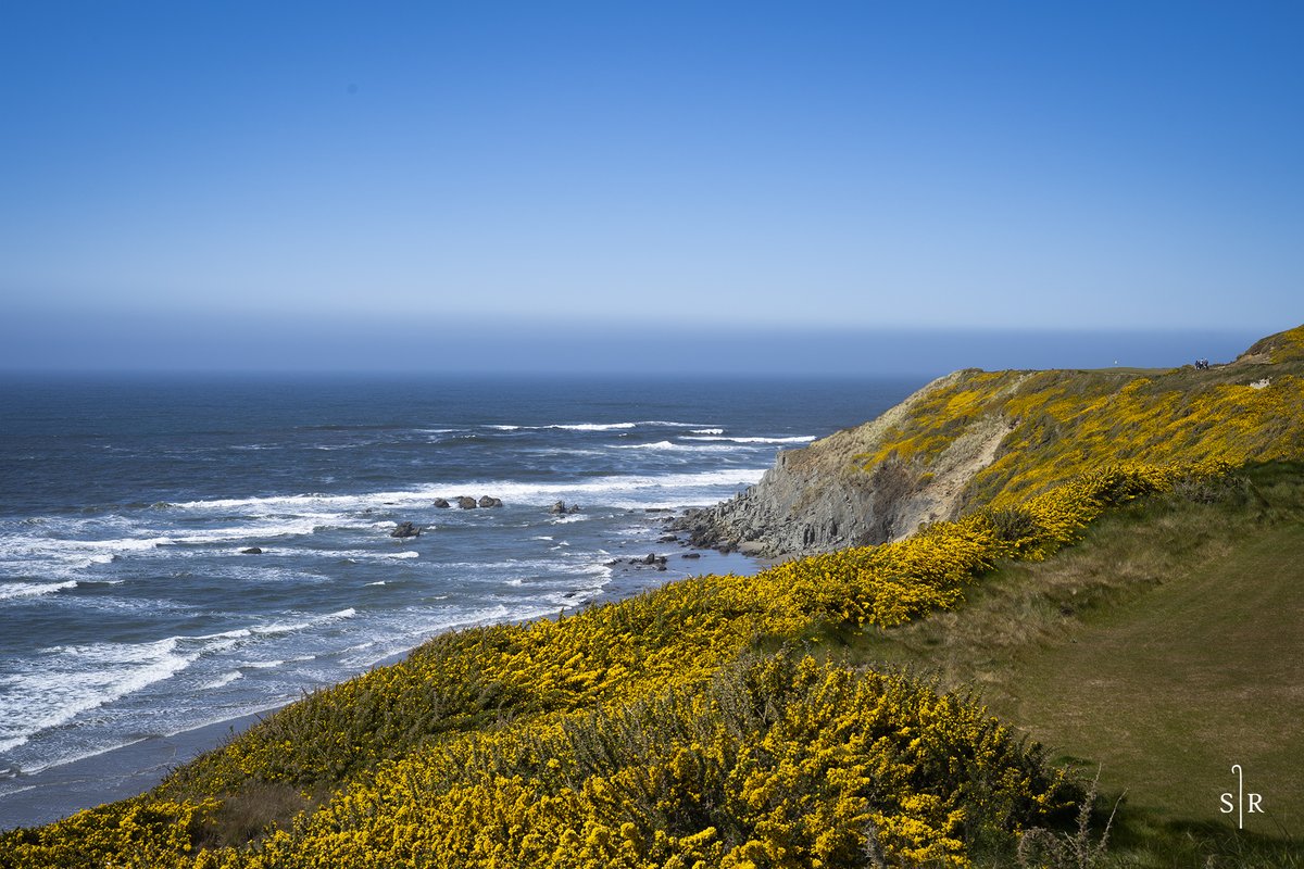 BandonDunesGolf's tweet photo. The gorse is poppin' on the Oregon Coast! #SheepRanch https://t.co/RweTtmuxCY