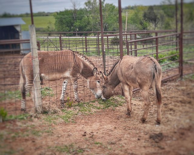 USArmyFortSill's tweet photo. Stop the bleeping' presses! The venerated and newly retired SSG. Big Deuce VII is comfortably making himself at home at his new retirement community, DT Ranch! He's even made a new friend named Zed, a zonkey (half zebra, half donkey).
#firestrong #BigDeuce #retiringinstyle https://t.co/PW9yinzt0a