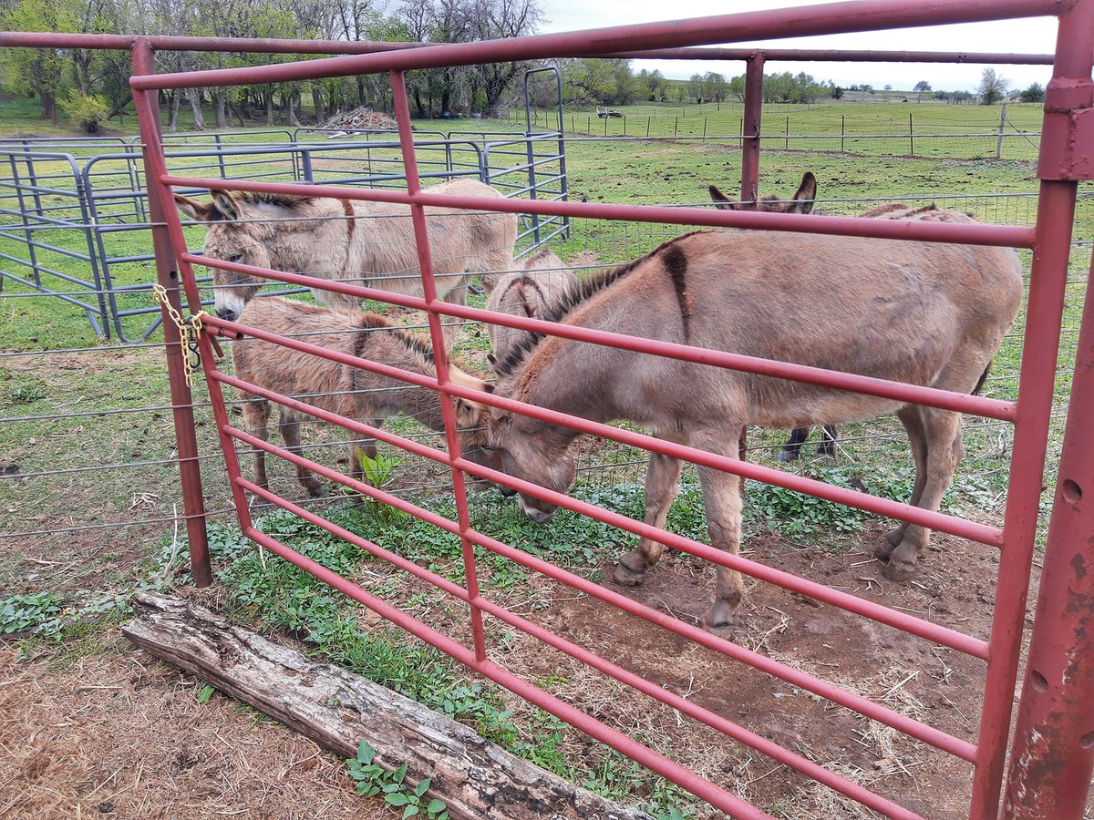 USArmyFortSill's tweet photo. Stop the bleeping' presses! The venerated and newly retired SSG. Big Deuce VII is comfortably making himself at home at his new retirement community, DT Ranch! He's even made a new friend named Zed, a zonkey (half zebra, half donkey).
#firestrong #BigDeuce #retiringinstyle https://t.co/PW9yinzt0a