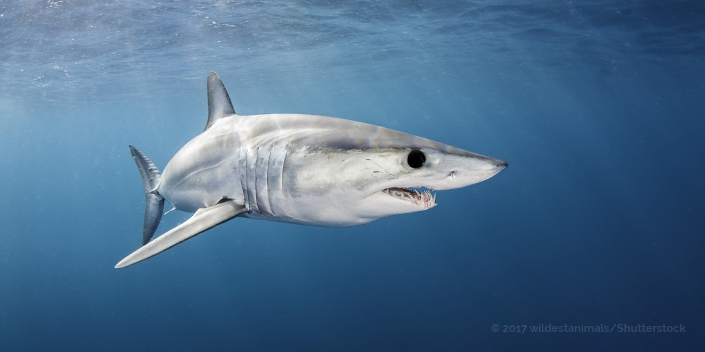 La situation est grave pour le requin mako de l’Atlantique nord! @EU_MARE bloque des propositions fondées sur la science pour leur protection. @J_Denormandie usez de votre influence pour changer la position de @EU_Commission! #Rally4Makos  #SharkLeague