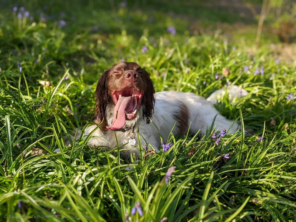 lighttrickphoto's tweet photo. STOP THE PRESS!

Rocket posed for a photo *willingly* for the first time ever!

Maybe it's the magic of bluebells... https://t.co/psbZHaCeed