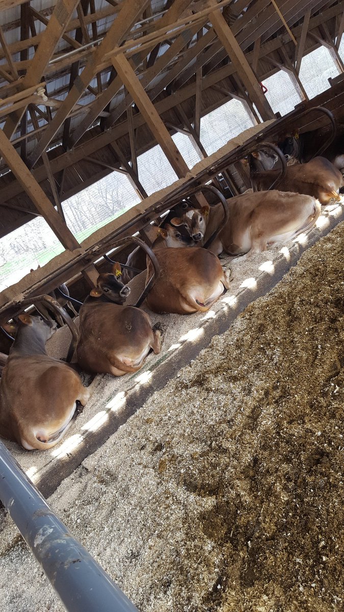 ScottH_R's tweet photo. This morning farmers from North Carolina arrived to purchase bred Jersey heifers. We were the 1st stop. It's sad to see the animals go but necessary for the farm. This year hay is in short supply. And pasture can be a gamble too by late July. #Vermont #familyfarms #farm24Vt https://t.co/Cn40bnIhel
