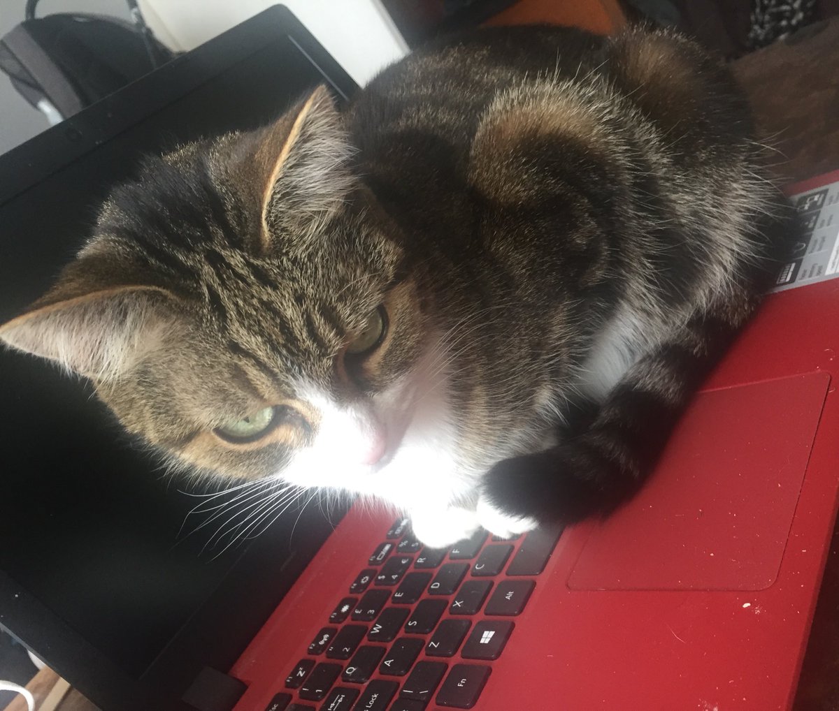 //So this little A-HOLE just decided to sit on my laptop and turn it off on me.

Are you proud of yourself, huh? Sat atop your throne of petty inconvenience and spite? You gremlin