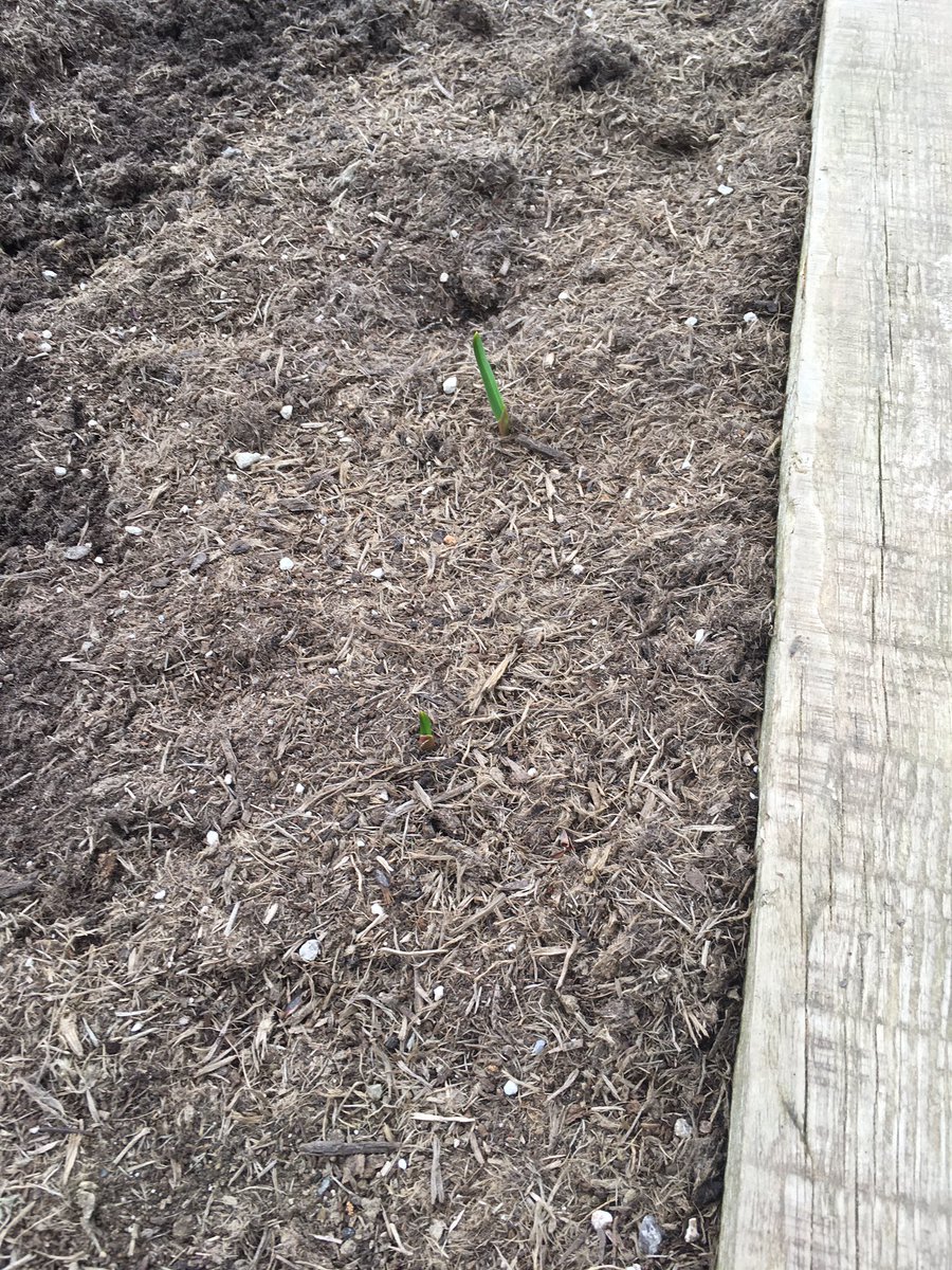 Signs of new growth from our sowings. Garlic’s up, potato shoots too. Some apple blossoms and our seeds are germinating indoors. The flowers on the chives are ready to explode soon too! #BigGrow #SowandGrow <a href="/innocentIreland/">innocentIreland</a> <a href="/giyireland/">GIY</a> <a href="/DonegalPaul9/">Paul O'Donnell</a>