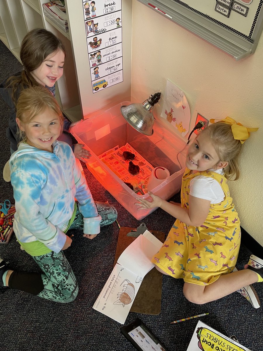 Our baby chicks hatched today! 🥰 #walstars