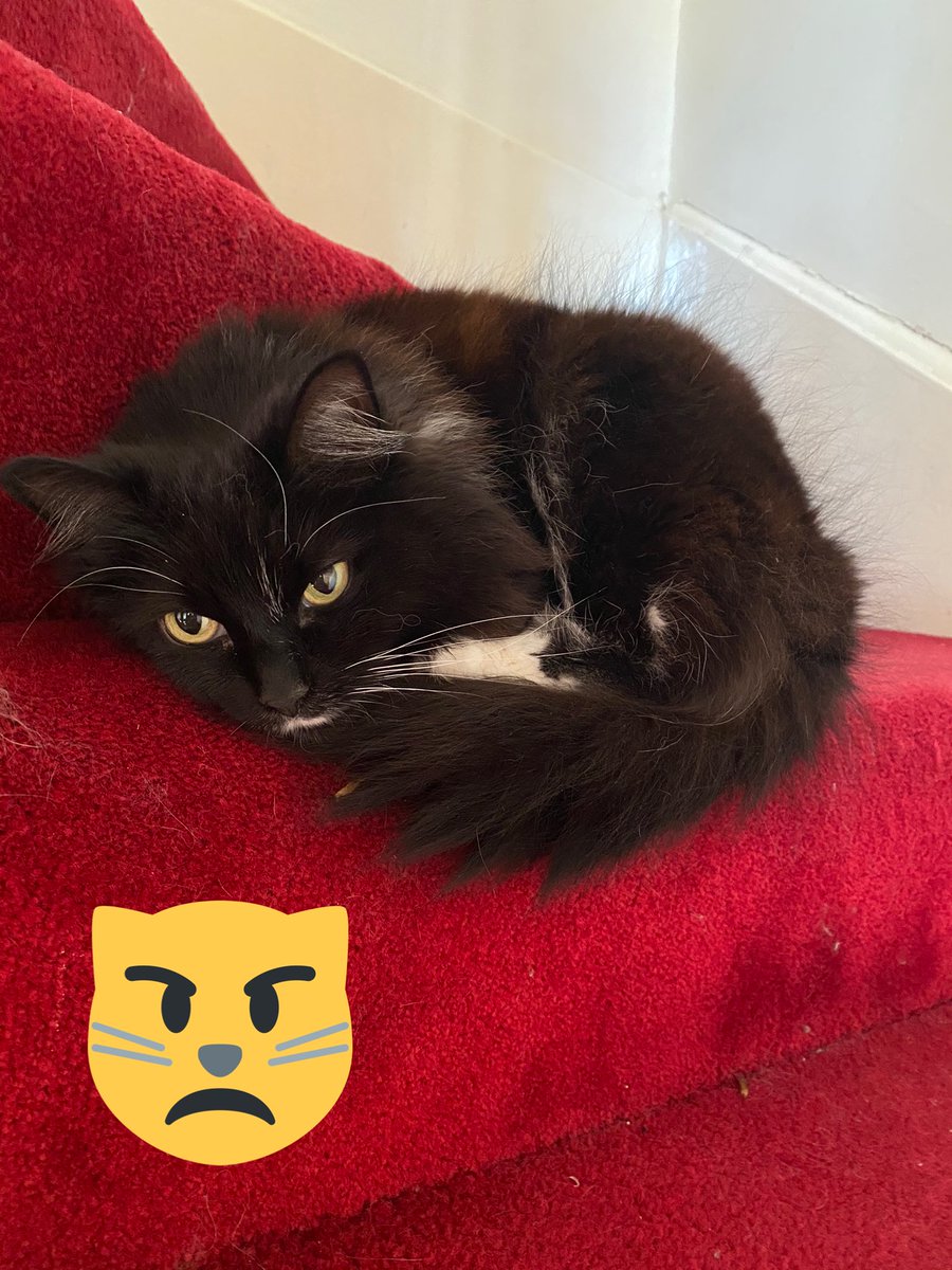 molly_pumpkin's tweet photo. The window cleaner came so I’m sulking on the stairs https://t.co/Hdiszpayyw