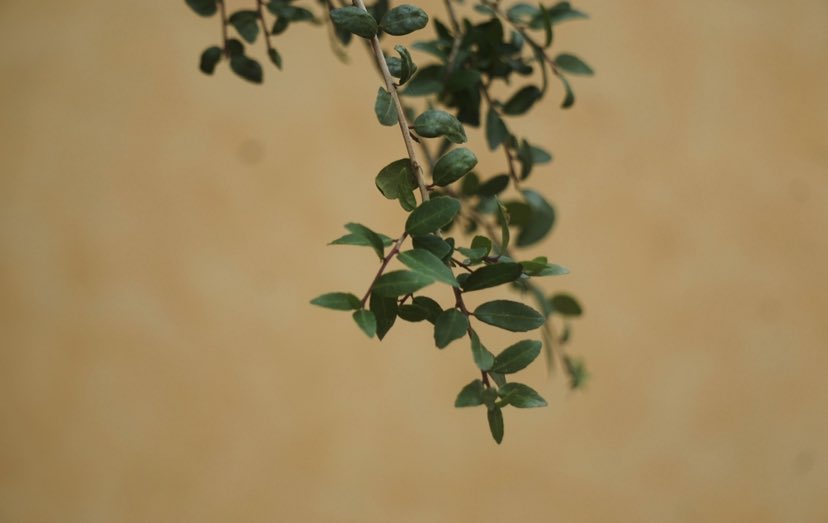 S0METHINGTOGIVE's tweet image. 🌿🌱
happy #frantasticmonday