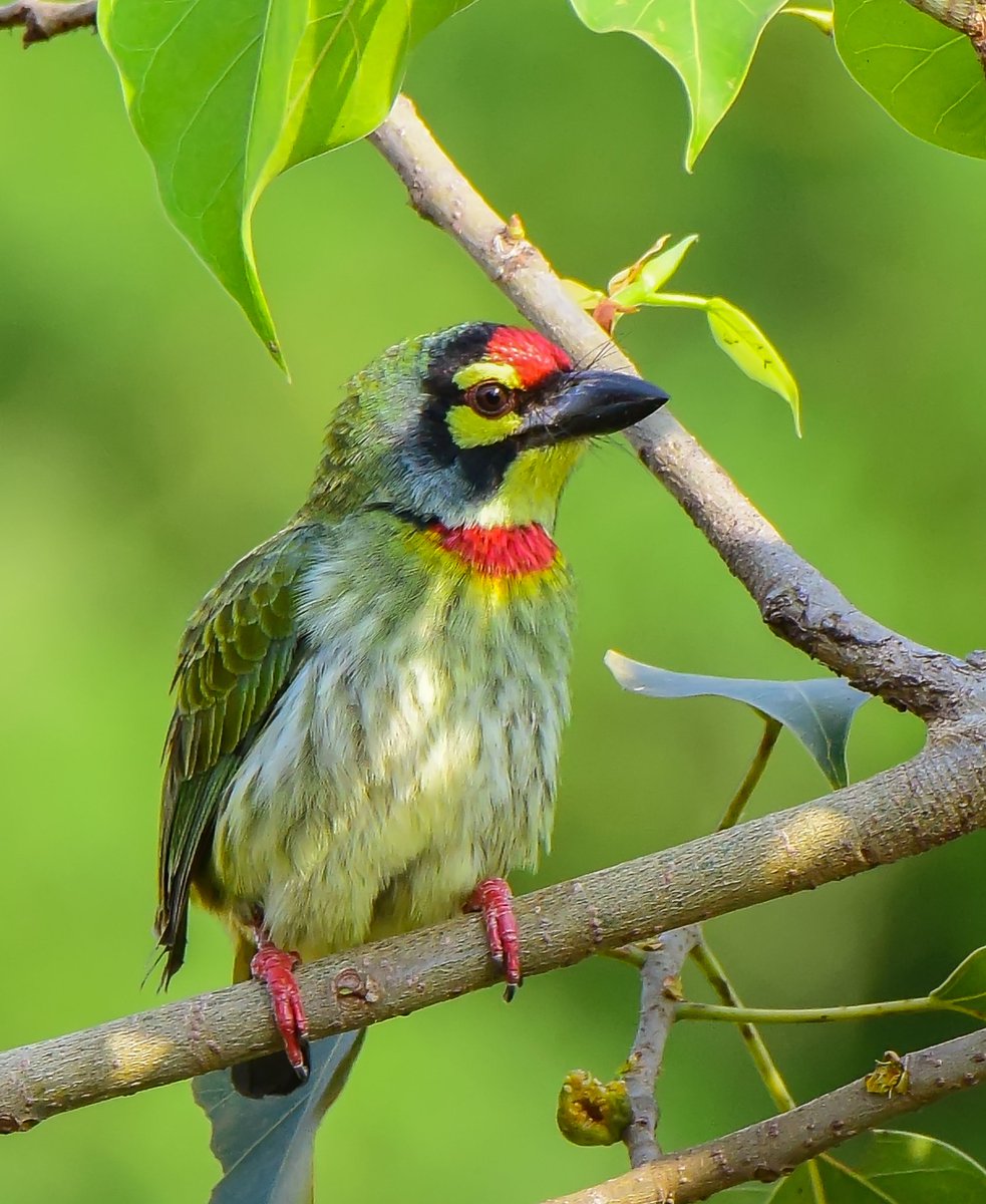 Go green....
#Coppersmith_barbet 
#birds 
#BirdsSeenIn2021 
#birdphotography 
#bbcnature 
#bbcearth 
#BBCWildlifePOTD 
#yourshotphotographer
#NatGeo 
#natgeowildlife
#natgeonature @NatGeoMag 
#nikonphotography 
#nikonwildlife 
#natgeonature