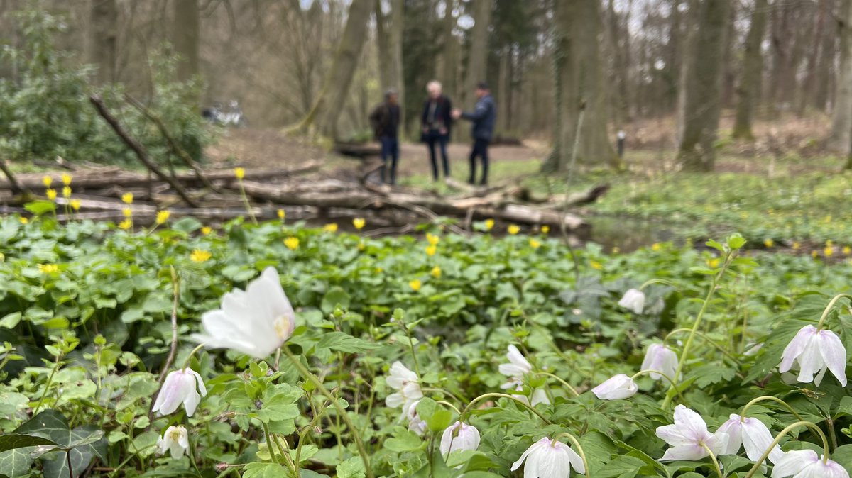 mveldhuis76's tweet photo. Op pad langs de #Gielenbeek, #Zuiderbeek, de #Zomp, #Eendjesvijver met zeer betrokken burgers. Ideeën uitwisselen om samen te werken voor meer #biodiversiteit, goede #waterkwaliteit, waterbeheer. @ValleienVeluwe @FlipWitte #Oosterbeek @Gem_Renkum https://t.co/GrX5zBhWeB