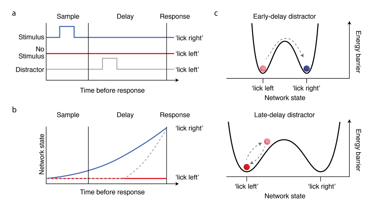 Athena Akrami (@athenaakrami) on Twitter photo How can the brain close the gate to distractors during decision making?
See the piece that @neurochong & I wrote on the brilliant work by Finkelstein et al out at <a href="/NatureNeuro/">Nature Neuroscience</a>
<a href="/svoboda314/">karel svoboda</a>, <a href="/ratecoding/">Sandro Romani</a>
Our piece: nature.com/articles/s4159…
Finkelstein et al:doi.org/10.1038/s41593… How can the brain close the gate to distractors during decision making?
See the piece that @neurochong & I wrote on the brilliant work by Finkelstein et al out at <a href="/NatureNeuro/">Nature Neuroscience</a>
<a href="/svoboda314/">karel svoboda</a>, <a href="/ratecoding/">Sandro Romani</a>
Our piece: nature.com/articles/s4159…
Finkelstein et al:doi.org/10.1038/s41593…