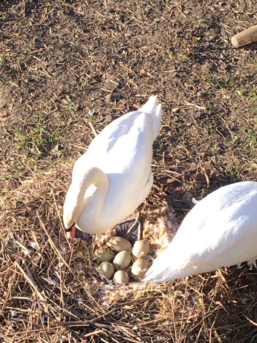 The Swan Hotel tweet media