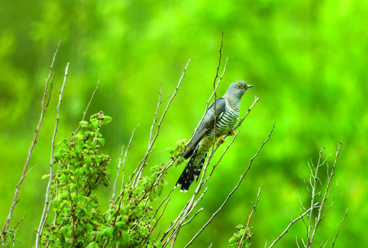 ExmoorNPCs's tweet image. Have you heard or seen your first cuckoo of #spring? If you have then record your sighting on inaturalist inaturalist.org and link it to the Exmoor Wildwatch project #Exmoor @ExmoorNP @SomersetWT @DevonWildlife