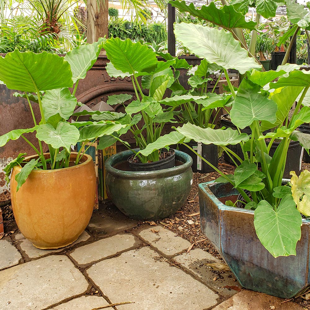 GoldnerWalsh's tweet photo. 😍 Alocasia or 'Elephant Ears' are fabulous tropicals that boast GIANT ruffled green leaves. Guaranteed to turn your garden or house into your personal paradise. 😁

#ElephantEars #Greenhouse #Alocasia #PlantsofTwitter https://t.co/k8wtH0b2f0