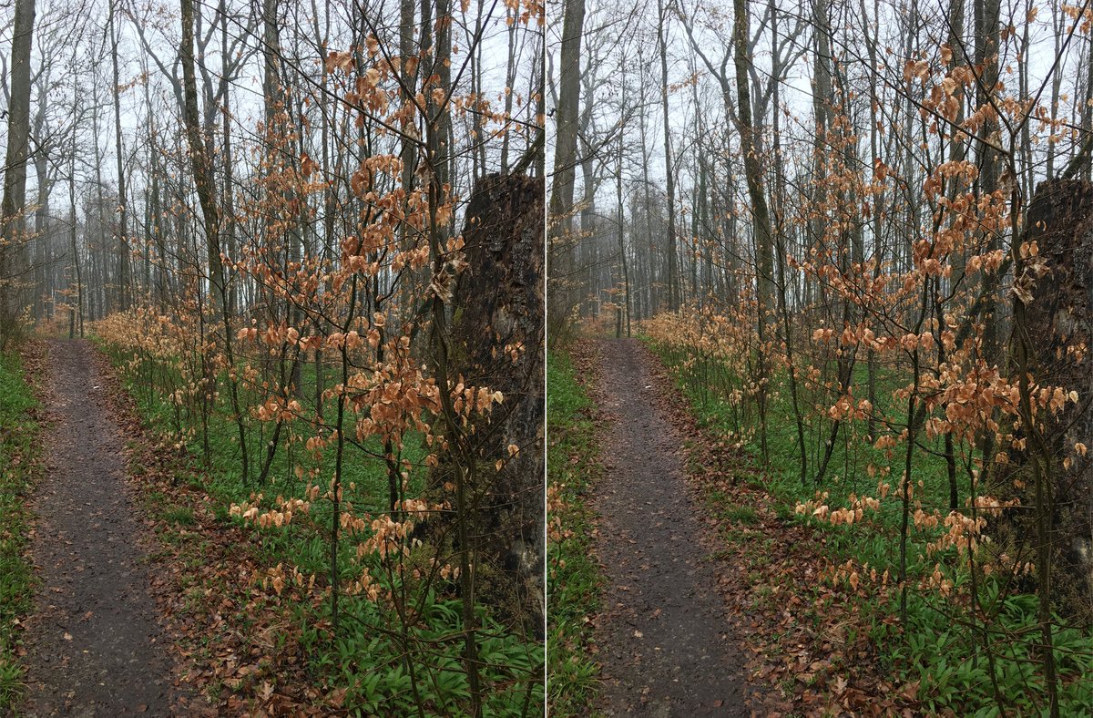 #waldszenen 20210419Browse this thread to see the same forest spot change from day to day ... Double mounts are  #3D. Read on to test this experience:  https://twitter.com/mweiss_tue/status/1373970623739879425?s=20