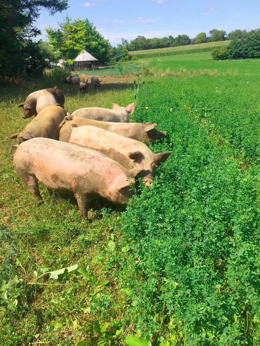 Let's stop for a second to talk about what was occurring in the hog industry.Hogs before deregulation: left.Hogs afters deregulation: right