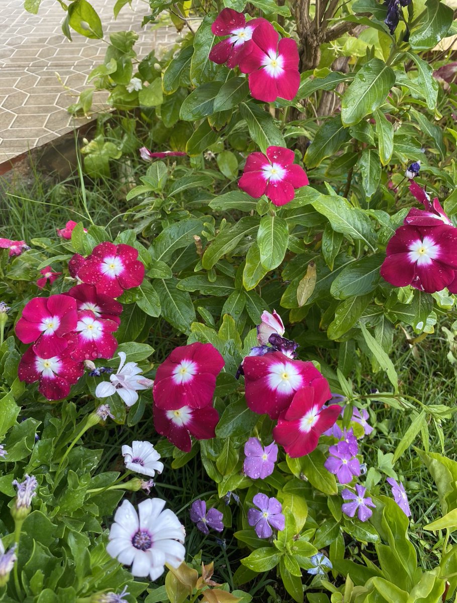 القلب مايجبر على غير وده...🌸🌼