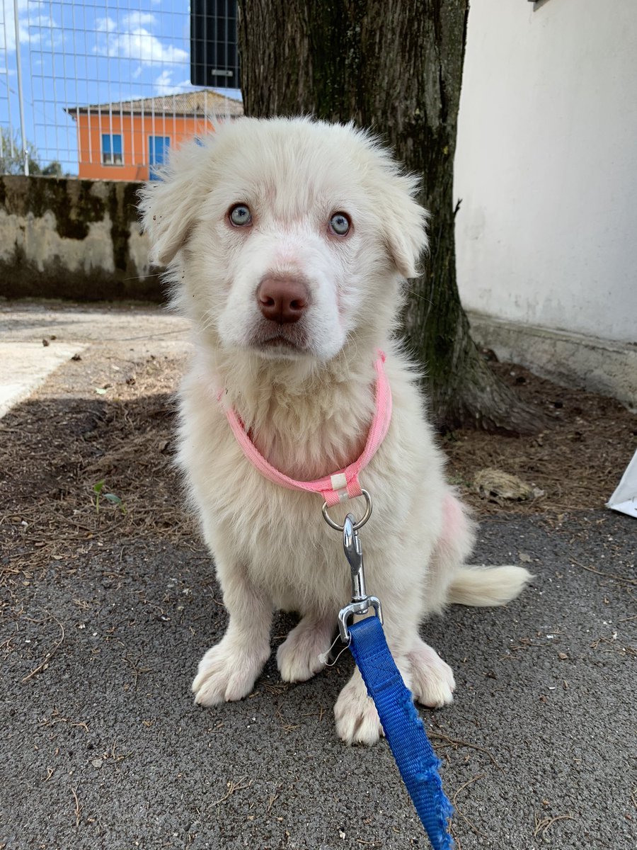 justinsdevans's tweet image. adottate ✨ questa è la nostra nuova arrivata Thalia