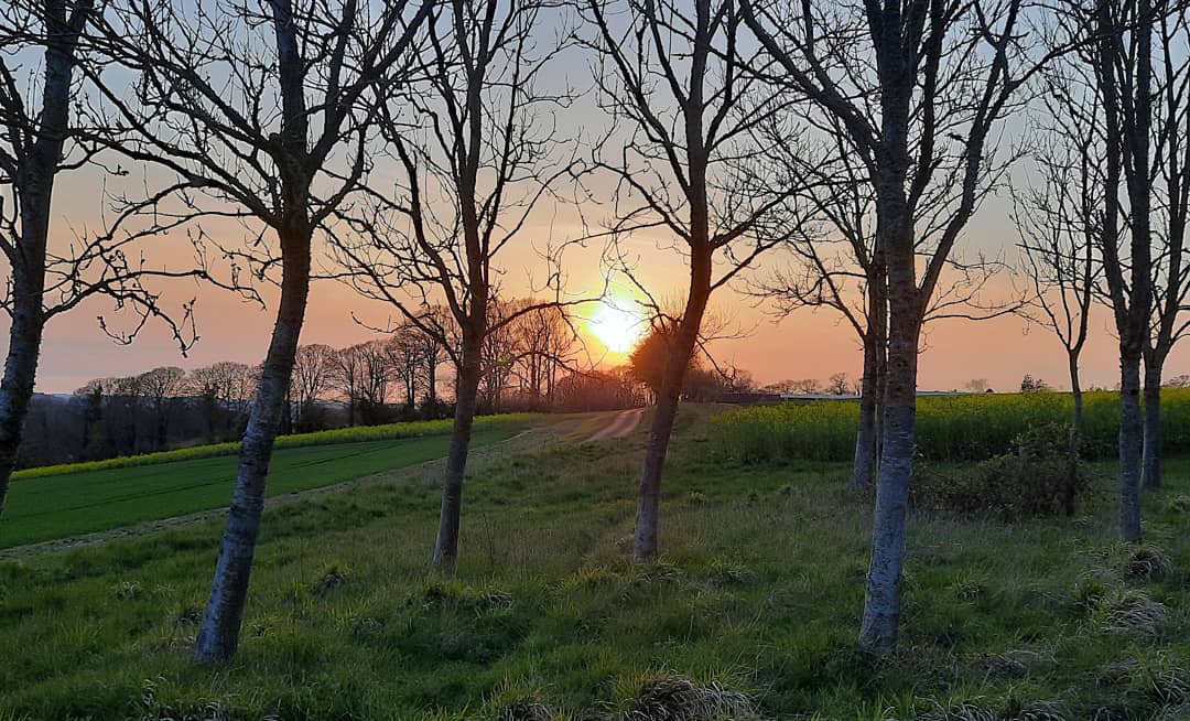 Treeglee's tweet image. Sunset and trees 
#treeglee #trees #sunset #sunsetphotography #treestreestrees #treephotography #nightsky #treesilhouette