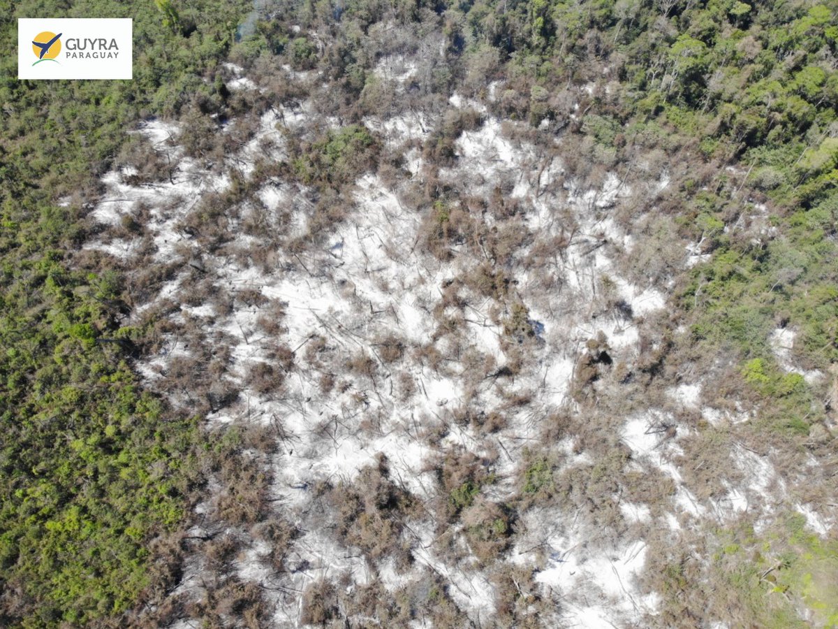 Me gustaría tocar un tema importantísimo en esta semana del día de la Tierra... y la pregunta es: ¿Vale la pena seguir trabajando para conservar el Bosque Atlántico, el BAAPA en Paraguay? ¿No se supone que está todo destruido? Entonces... para qué esforzarnos? Inicio hilo!