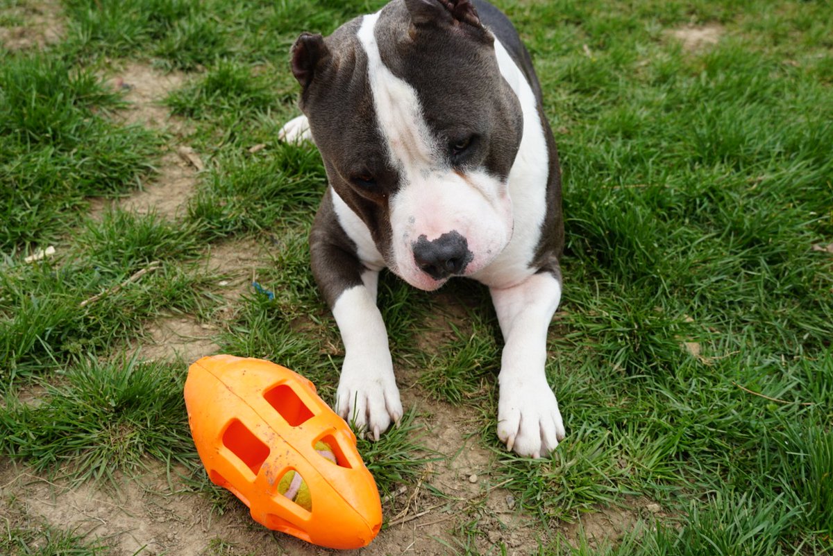 CheckoutKimye's tweet image. Saucey tells it all with his eyes you would think he's human, the pickiest fat boy you'll ever meet, with a nose that gets him in trouble lol
@BuschBeer 
#AmericanBully 
#BuschCTOcontest