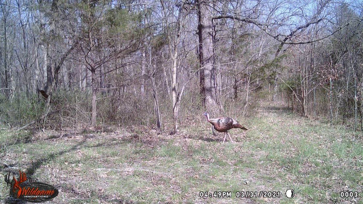 Cruising... #WildgameInnovations