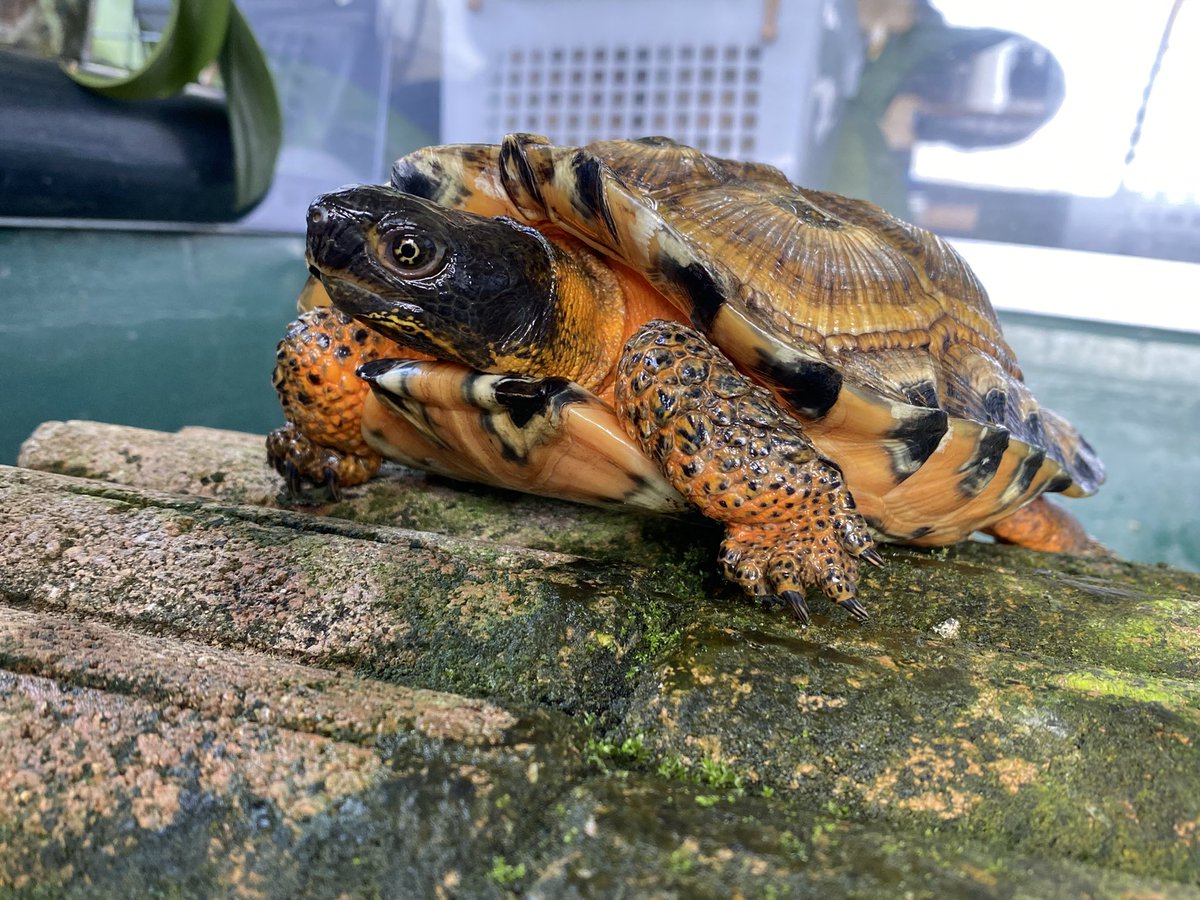 モリイシガメ Wood Turtle Japaneseclass Jp モリイシガメ Wood Turtle Japaneseclass Jp