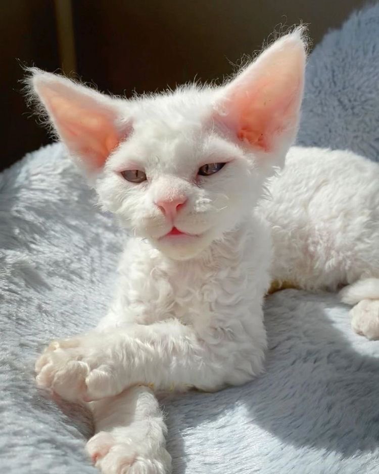 Why you should have a cat tweet media