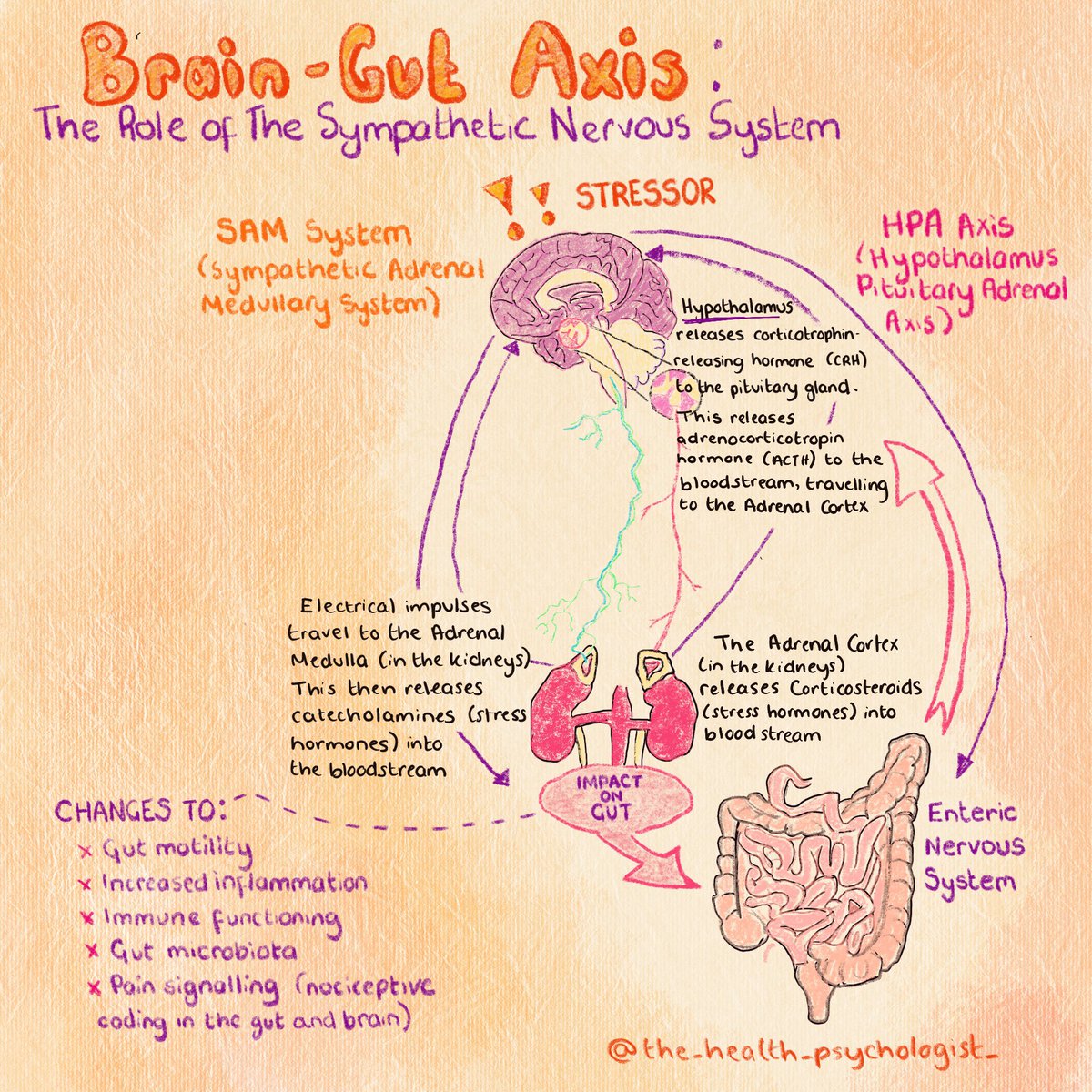 I made this graphic to depict the gut brain interaction and how psychological and social factors can impact our gut function instagram.com/p/CN2oPAxnIBB/… #ibsawareness #ibsawarenessmonth
