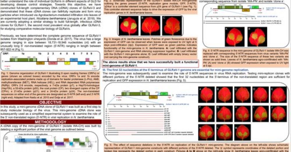 GrapeResearch's tweet image. .@WAwinegrowers picked the top #posterpresentations from its #WineVit conference last month. Click to see the winners...and their posters, like this one on #leafroll viruses from @WSU_IAREC grad student Arunabha Mitra. #graperesearch @WineBusiness bit.ly/3gjZw6N