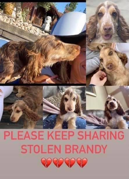 gelert01's tweet photo. #findBrandy STOLEN 02/04/2021 Have you seen this car about? #FindBrandy tkn from a garden in #Abridge #NewFarmDrive #RM4 around 3pm CCTV a TOYOTA AVENSIS GY61 UJC @MissingPetsGB @rosiedoc666 @KarenFi51820768 @ERPDF @EssexCountyFA @Essex_Echo @randyessex @essexlive @missgemcollins https://t.co/Hue3QZmxBL