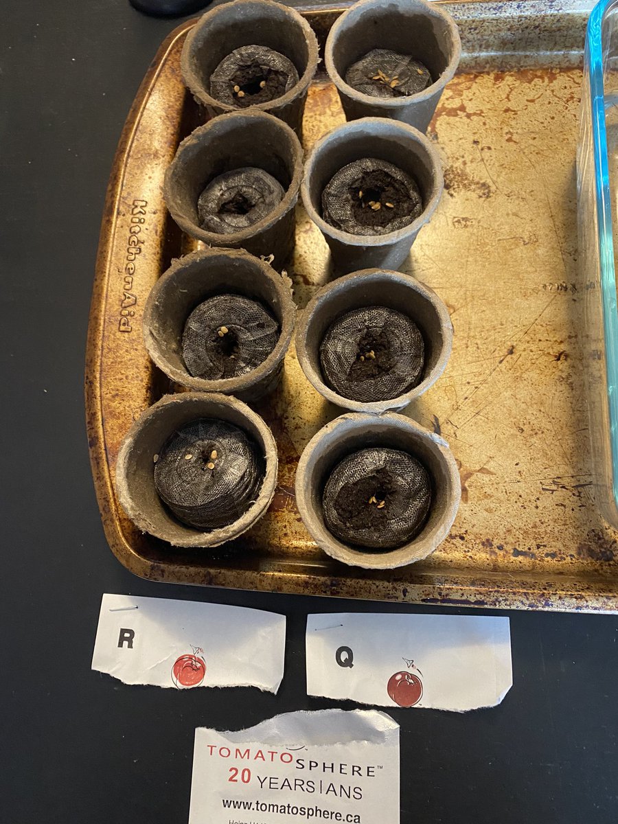 Our <a href="/Tomatosphere/">Tomatosphere™</a> seeds have been planted! <a href="/TDMcGeeOCSB/">Thomas D'Arcy McGee Catholic School</a> <a href="/LetsTalkScience/">Let's Talk Science</a>