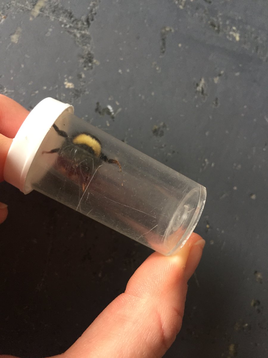 Bumble bee peeps! Is this beautiful queen a B. pennsylvanicus?? collected in Amherst, MA.