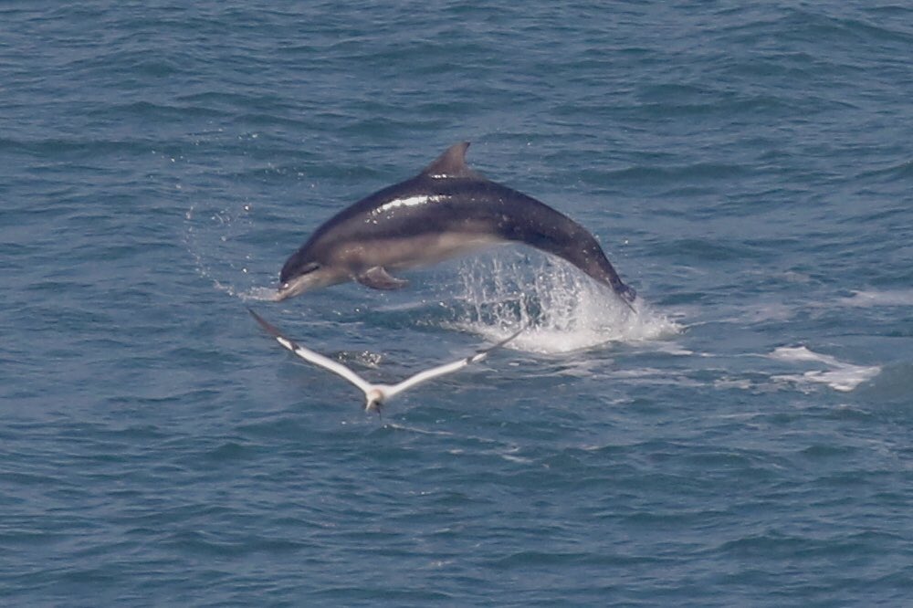 Absolute Bottle-nosed Drama at RSPB Bempton Cliffs today! At least 30 adults and immatures moved south-east offering visitors the best views ever! So many images, most going to Citizen Fins Project in order to identify individuals from their huge database.