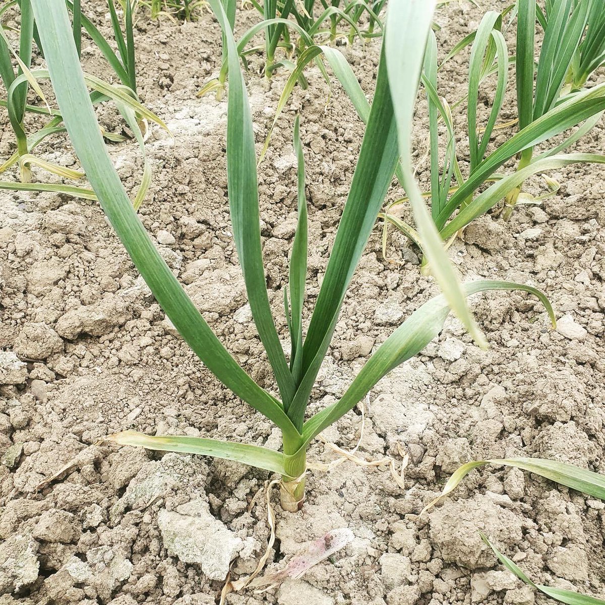 taylorsoflusk's tweet photo. As #nationalgarlicday draws to a close we said we’d share some of our favourite pics out our finest Irish Garlic in its many forms 🧄 🌱
#irishgarlic #blackgarlic #wetgarlic #driedgarlic #garliccloves https://t.co/sQXPT8leBG