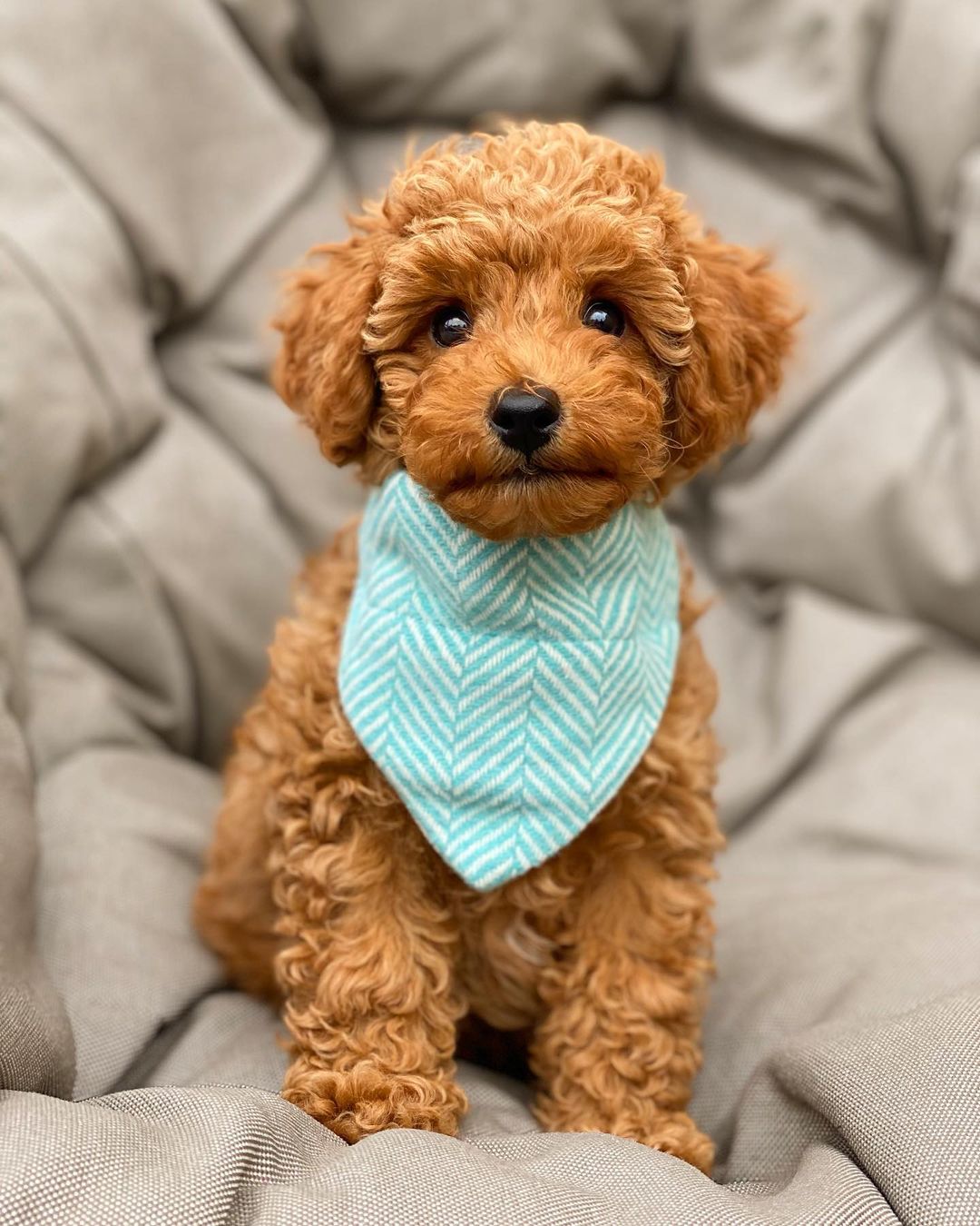 how much is a red toy poodle