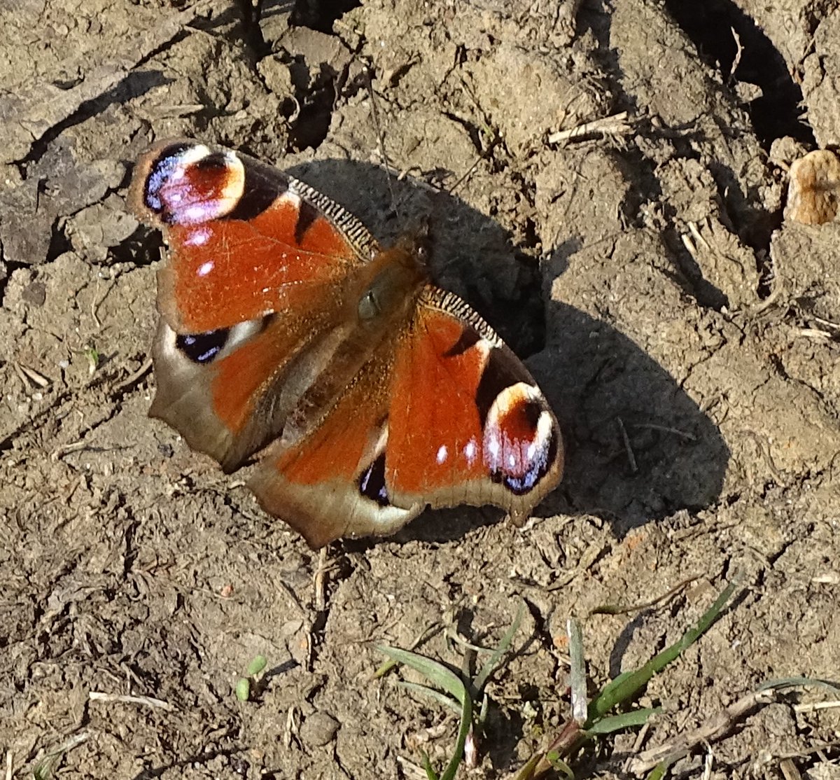 Peacock butterfly at Oxford Arboretum\ https://t.co/ZR5q8xdK3w