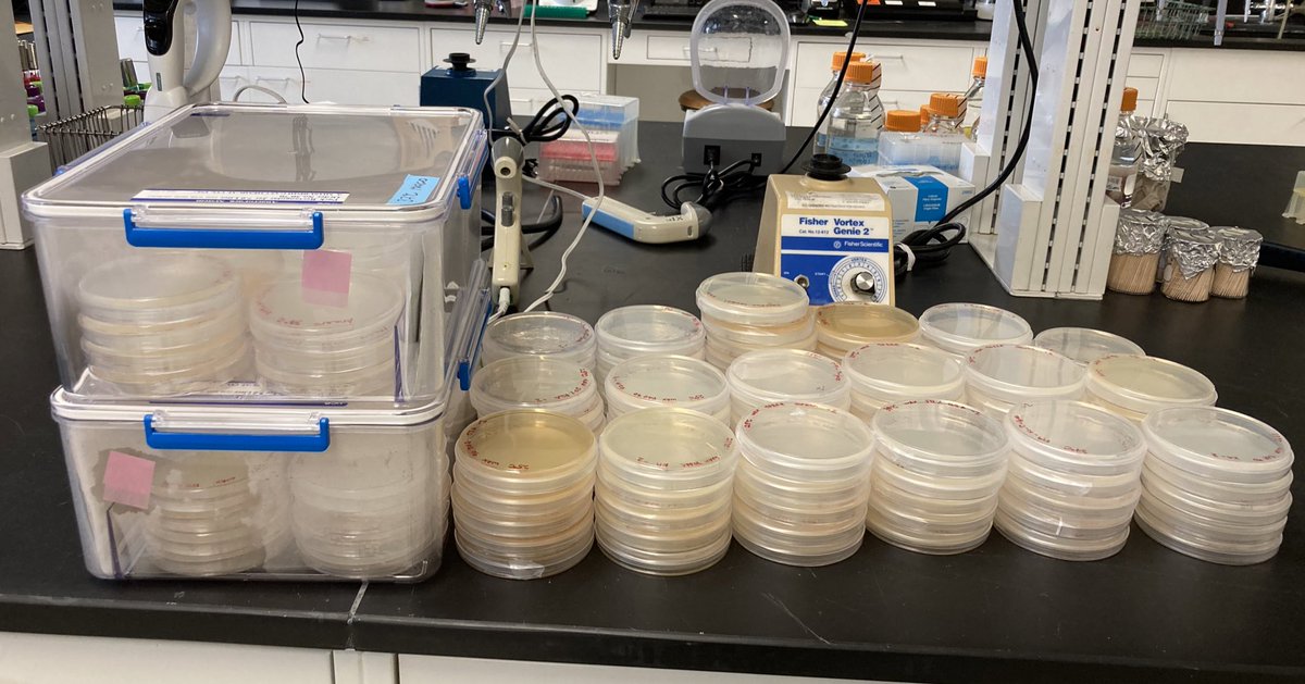 A productive Monday. 🌱🧫 I am isolating bacteria from the sorghum phyllosphere. #ShadeLab #BioenergyResearch #Sorghum #Wax #Mucilage