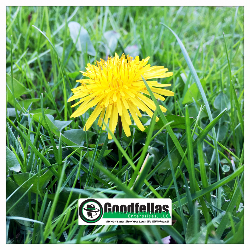 Notice a dandelion or two popping up in your yard as of late? These lawn sunshines are among the first flowering plants in spring.  If you're not keen on the eyesore in your yard, we’ve got the intel on how to eliminate dandelions from your yard for good. 
#MondayMotivation
#lawn