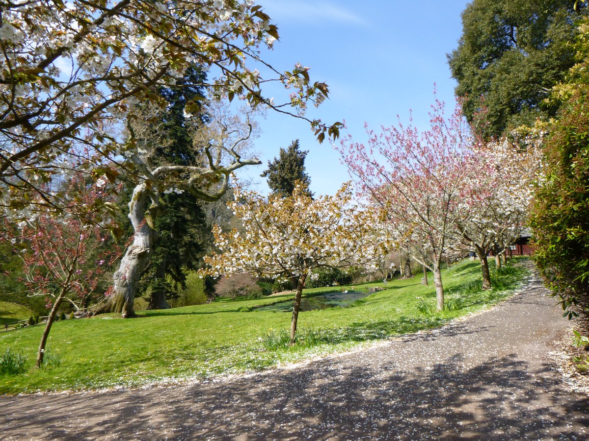 tritchayne's tweet photo. For anyone with a love of gardens or with young children, Bicton is a brilliant day out. Beautiful gardens, amazing play areas and don't forget the Bicton Woodland Railway. It’s less than 30 mins’ drive from Tritchayne Farm Cottages and you can pay with Tesco clubcard vouchers! https://t.co/4OuItFcOjs